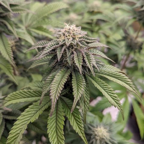 Black Diamond #2 growlog timeline photo