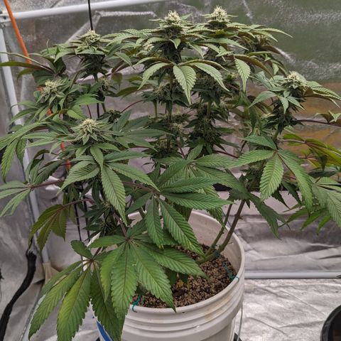 Black Diamond #1 growlog timeline photo