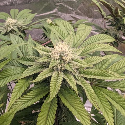 Black Diamond #1 growlog timeline photo