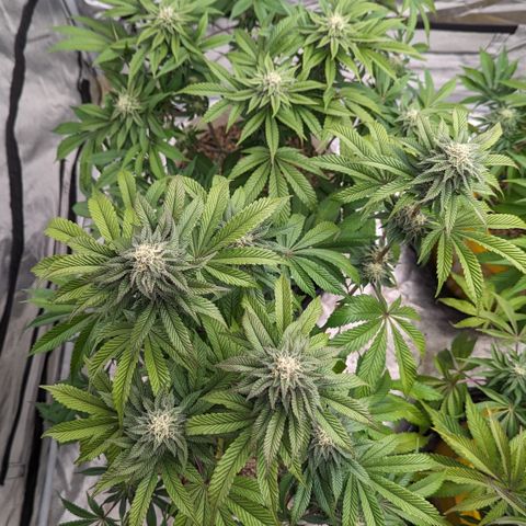 Black Diamond #2 growlog timeline photo