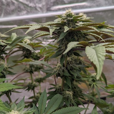 Black Diamond #1 growlog timeline photo