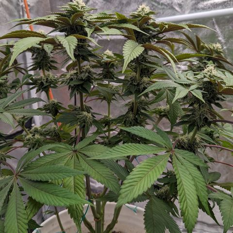 Black Diamond #1 growlog timeline photo