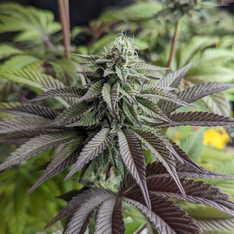 EAB #1 growlog timeline photo