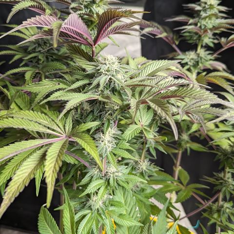 EAB #1 growlog timeline photo
