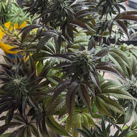 EAB #1 growlog timeline photo