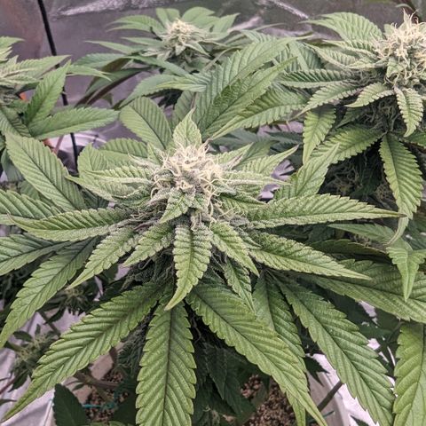 Black Diamond #1 growlog timeline photo