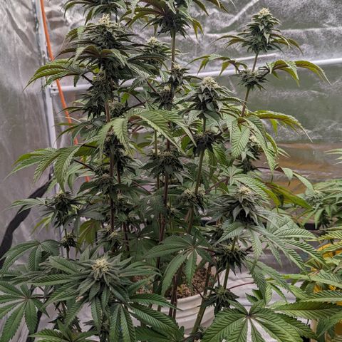 Black Diamond #2 growlog timeline photo