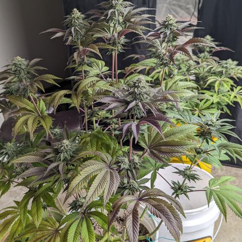 EAB #1 growlog timeline photo