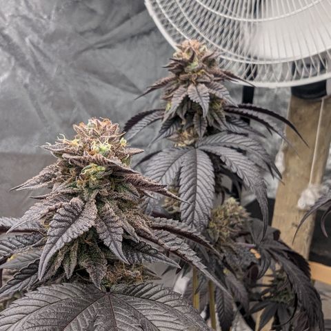 EAB #1 growlog photo: Less then 14 days to go