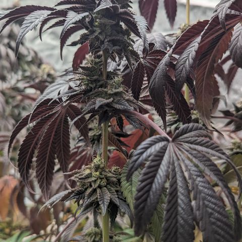 EAB #1 growlog photo: Less then 14 days to go
