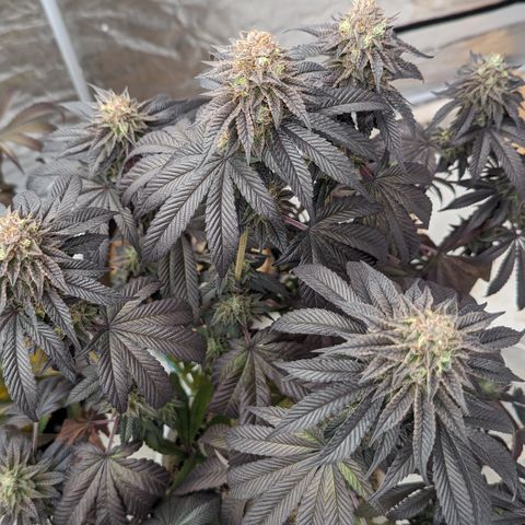 EAB #1 growlog photo: Less then 14 days to go