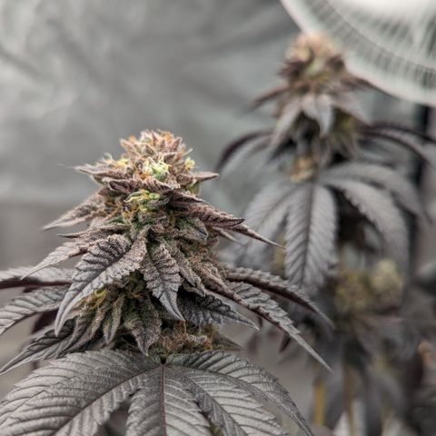 EAB #1 growlog photo: Less then 14 days to go