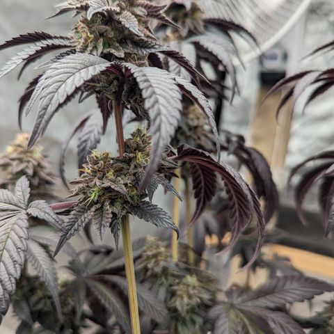 EAB #1 growlog photo: Less then 14 days to go