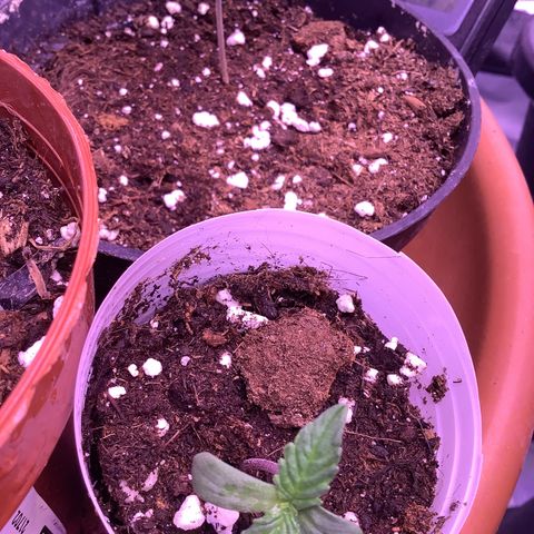 Wedding Gelato #2 growlog timeline photo