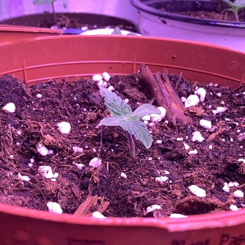 Cookies Gelato #1 growlog timeline photo