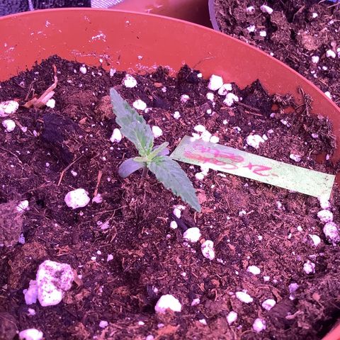 Cookies Gelato #1 growlog timeline photo