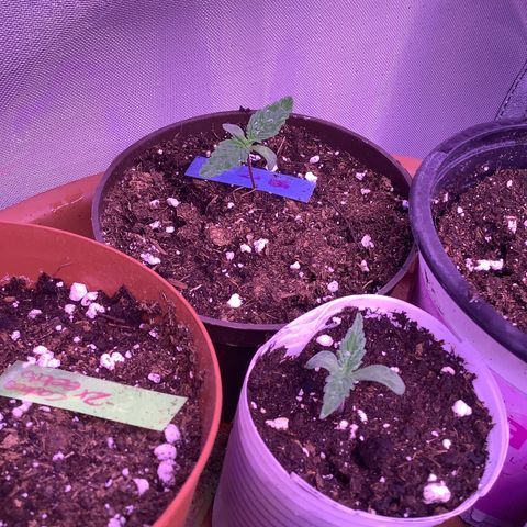 O.G. Kush #2 growlog timeline photo