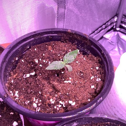 O.G. Kush #2 growlog timeline photo