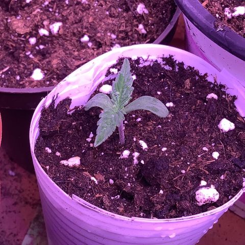 Wedding Gelato #2 growlog timeline photo