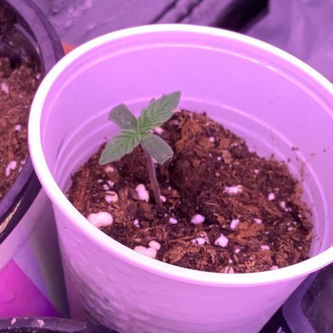 Wedding Gelato #2 growlog timeline photo