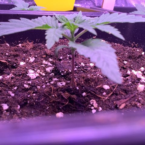 Wedding Gelato #2 growlog timeline photo