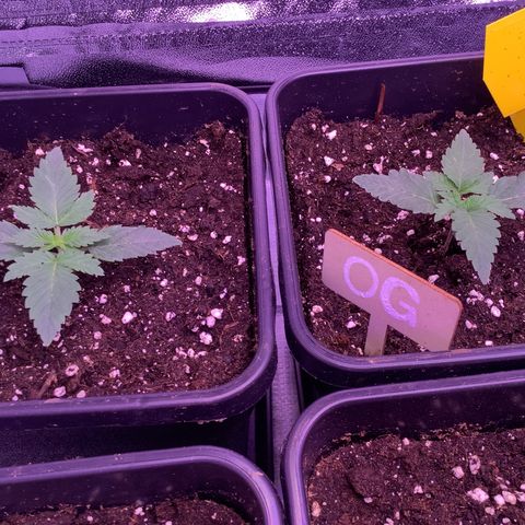 O.G. Kush #2 growlog timeline photo