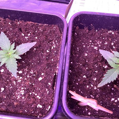 Cookies Gelato #1 growlog timeline photo