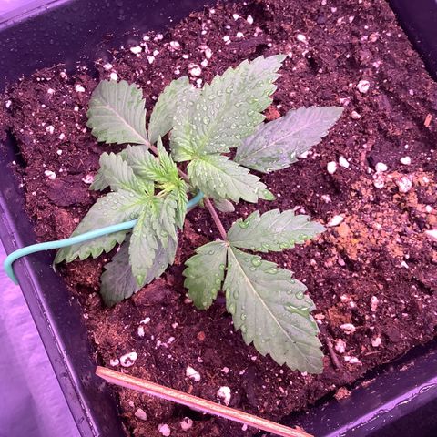 Wedding Gelato #2 growlog timeline photo