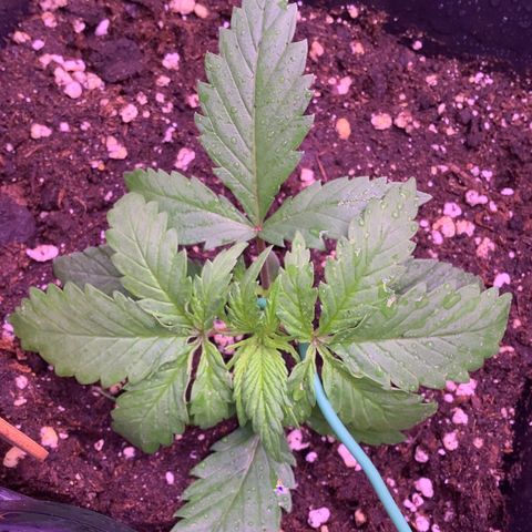 Wedding Gelato #2 growlog timeline photo