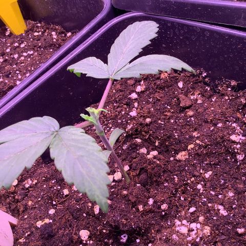 Cookies Gelato #1 growlog timeline photo