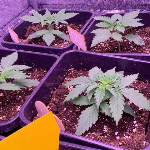 Cookies Gelato #1 growlog timeline photo
