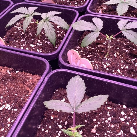 Cookies Gelato #1 growlog timeline photo