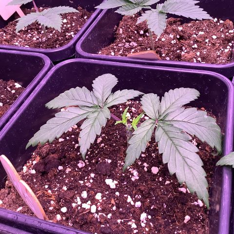 Wedding Gelato #2 growlog timeline photo