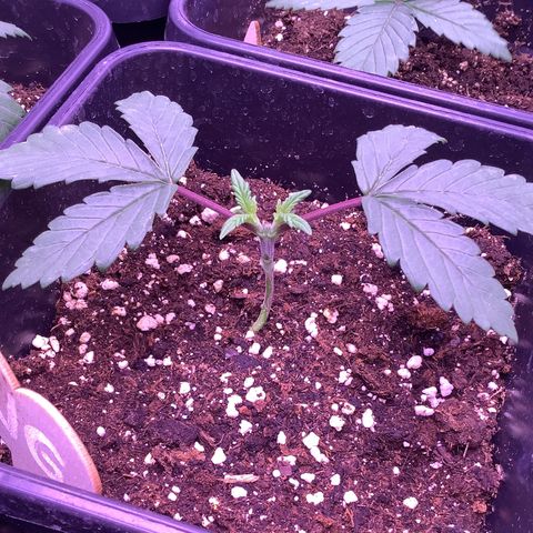 Wedding Gelato #2 growlog timeline photo