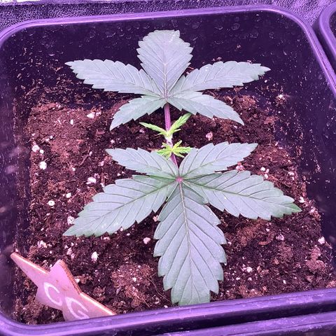Cookies Gelato #1 growlog timeline photo
