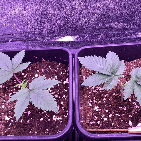 O.G. Kush #2 growlog timeline photo