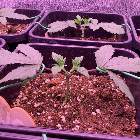 Wedding Gelato #2 growlog timeline photo
