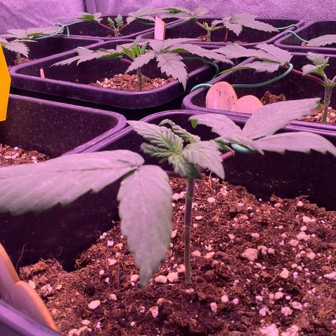 Wedding Gelato #2 growlog timeline photo