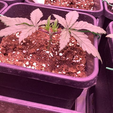 Wedding Gelato #2 growlog timeline photo
