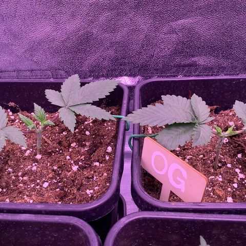 O.G. Kush #2 growlog timeline photo