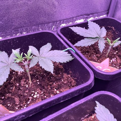 Cookies Gelato #1 growlog timeline photo