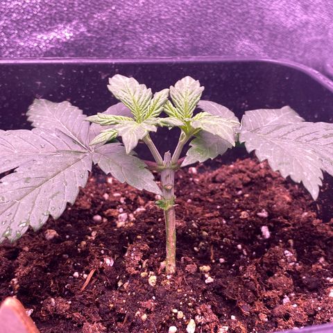 Cookies Gelato #1 growlog timeline photo
