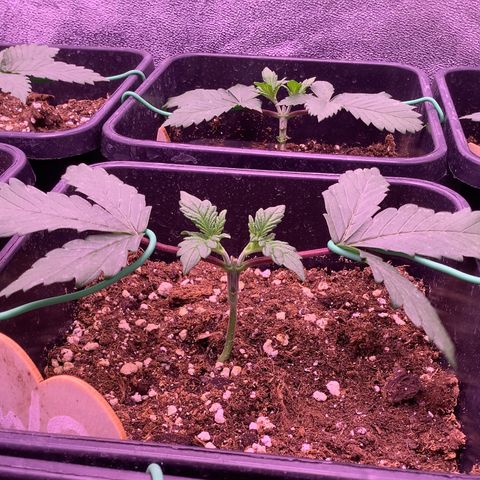 Wedding Gelato #2 growlog timeline photo