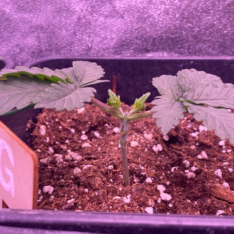 O.G. Kush #2 growlog timeline photo