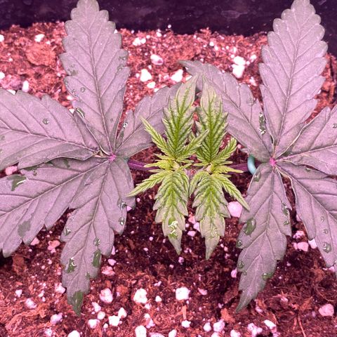 Cookies Gelato #1 growlog timeline photo