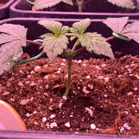 Wedding Gelato #2 growlog timeline photo
