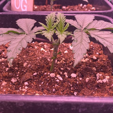Wedding Gelato #2 growlog timeline photo