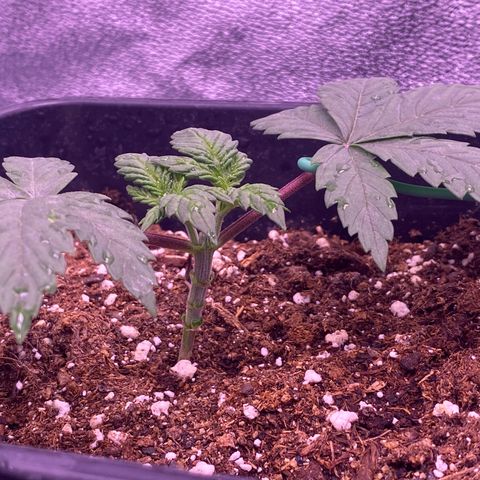 O.G. Kush #2 growlog timeline photo