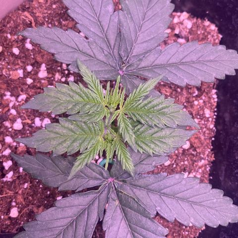 Wedding Gelato #2 growlog timeline photo