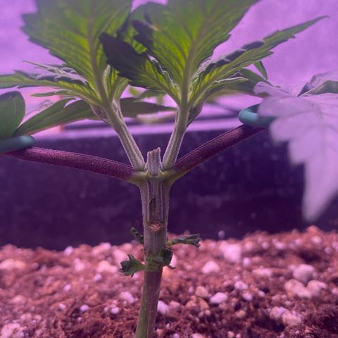 Cookies Gelato #1 growlog timeline photo